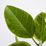 フィカスアルテシーマゴム　信楽鉢　８号