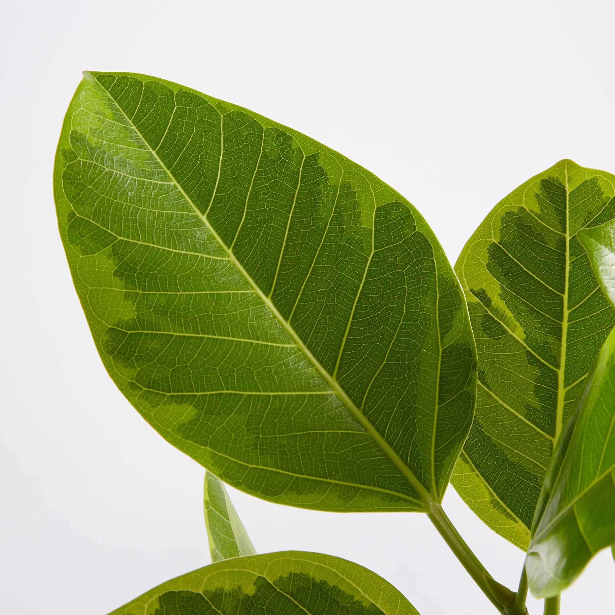 フィカスアルテシーマゴム　信楽鉢　８号