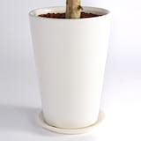 フィカスアルテシーマゴム　信楽鉢　８号