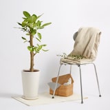 フィカスアルテシーマゴム　信楽鉢　８号