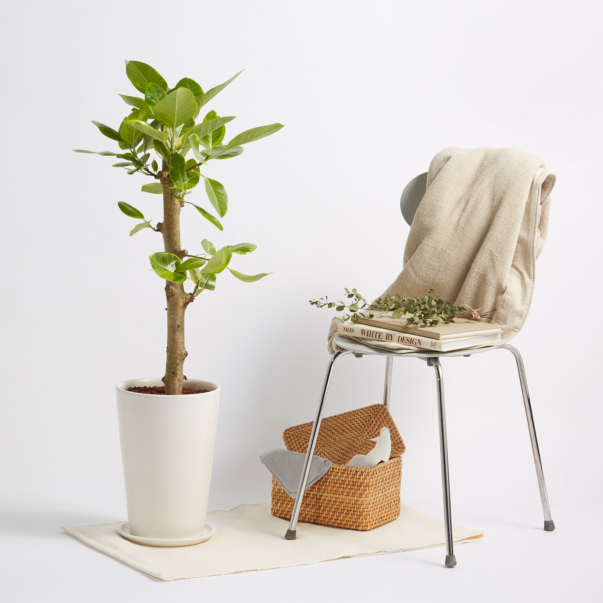 フィカスアルテシーマゴム　信楽鉢　８号