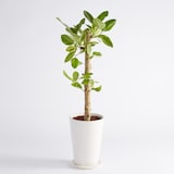 フィカスアルテシーマゴム　信楽鉢　８号