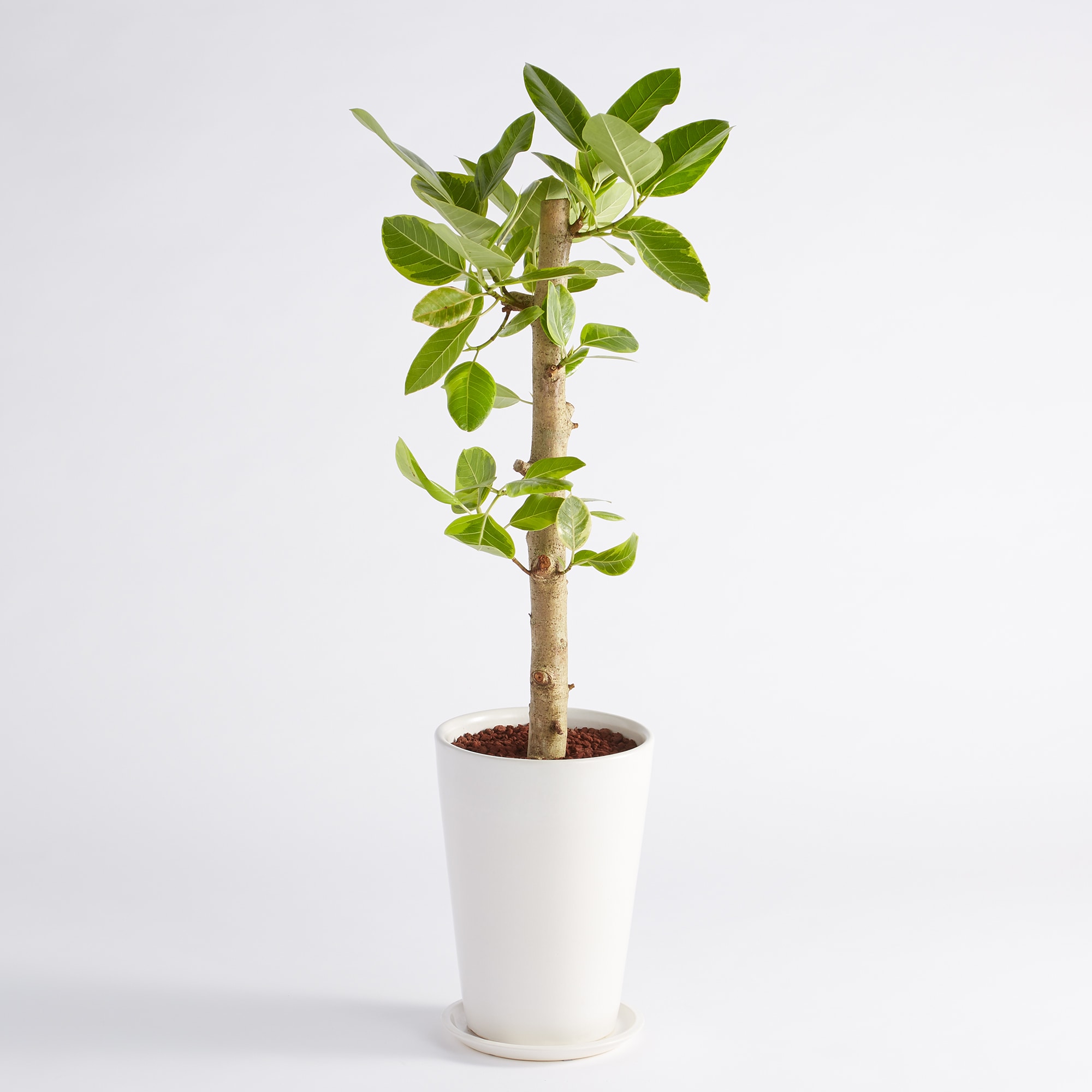 フィカスアルテシーマゴム　信楽鉢　８号