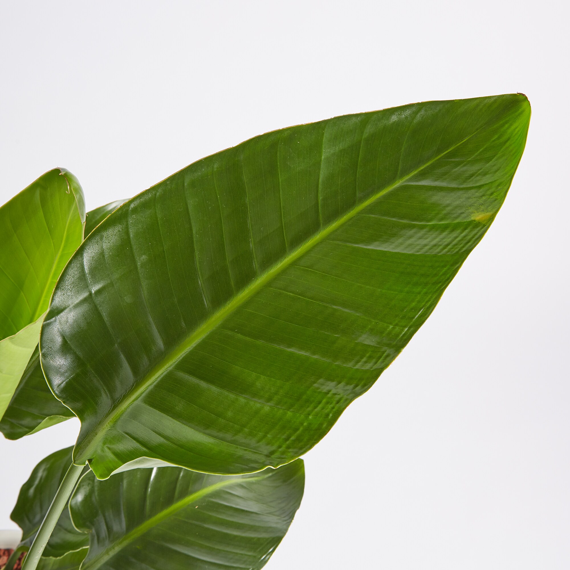 ストレリチアオーガスタ　信楽鉢　８号