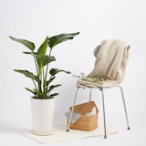 ストレリチアオーガスタ　信楽鉢　８号