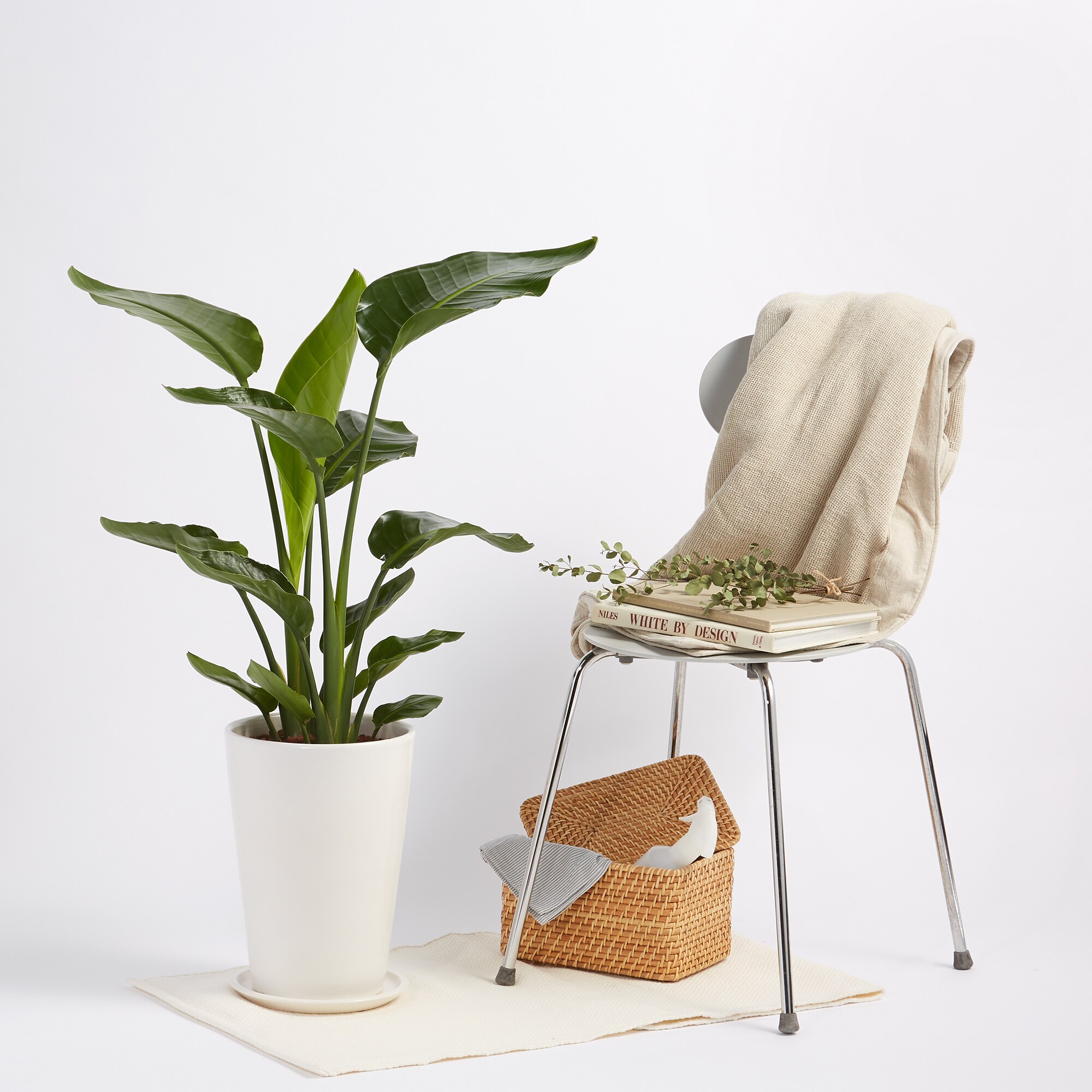 ストレリチアオーガスタ　信楽鉢　８号