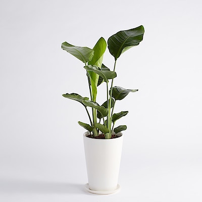 ストレリチアオーガスタ　信楽鉢　８号