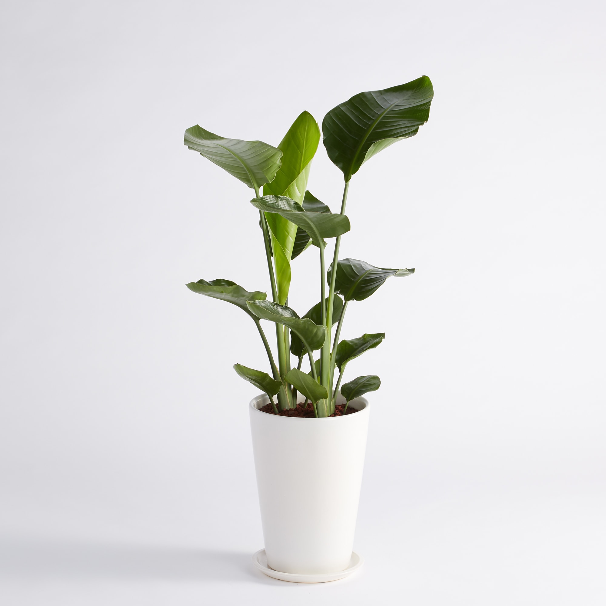 ストレリチア　オーガスタ　3株　8号　陶器鉢　植え込み発送 ストレリチア オーガスタ 3株 8号 陶器鉢 植え込み発送