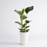 ストレリチアオーガスタ　信楽鉢　８号