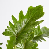 クッカバラ　信楽鉢　８号