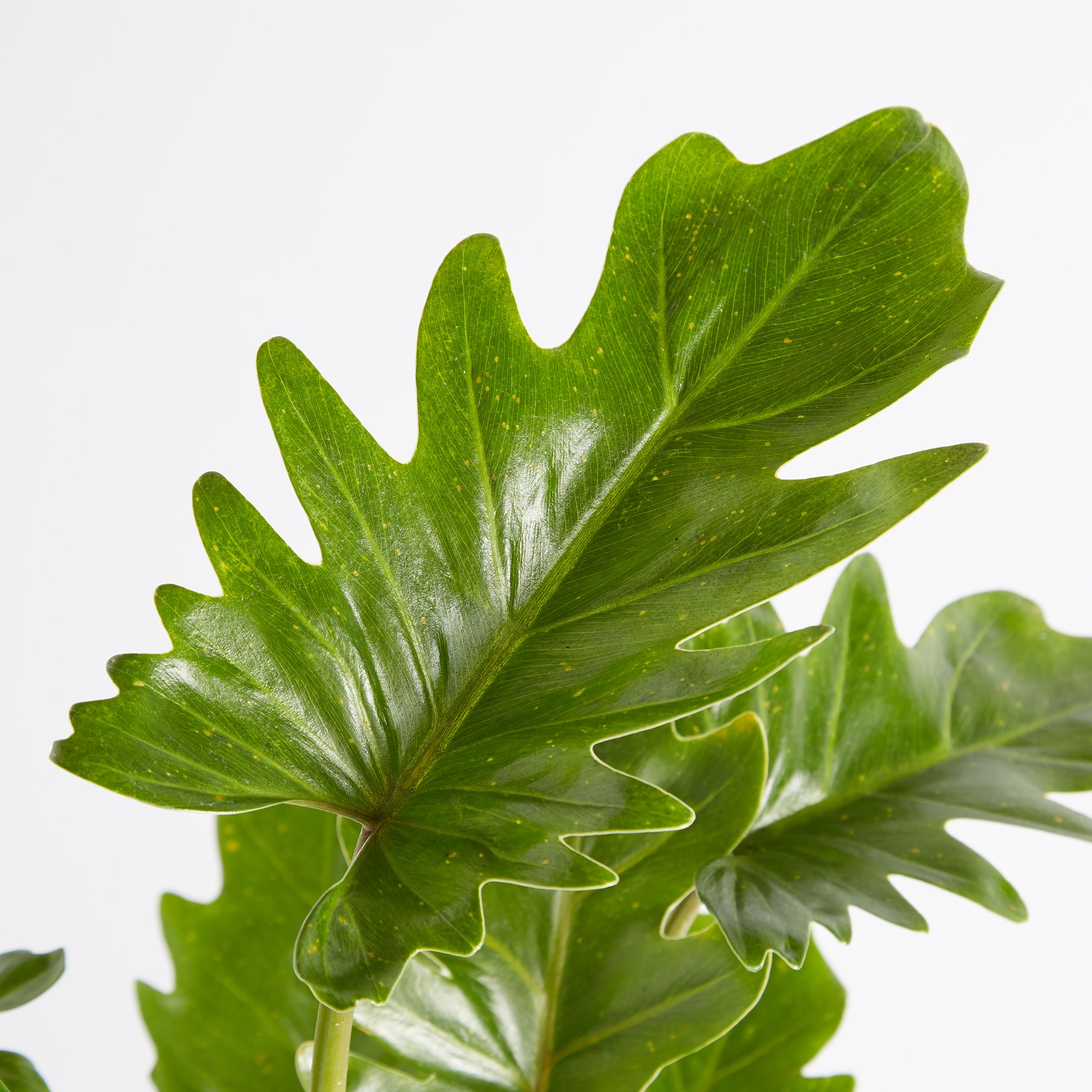 クッカバラ　信楽鉢　８号