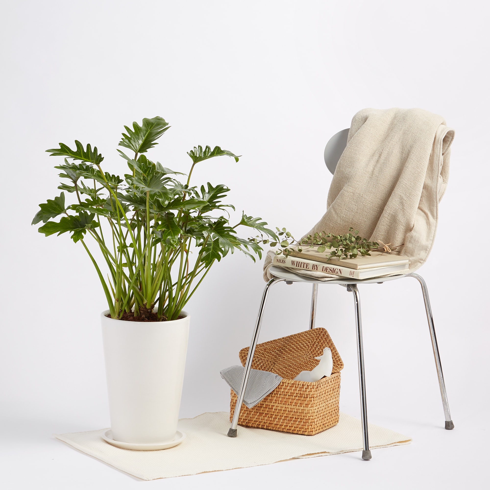 クッカバラ　信楽鉢　８号