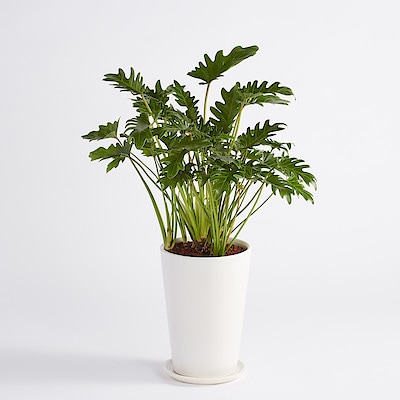 クッカバラ　信楽鉢　８号