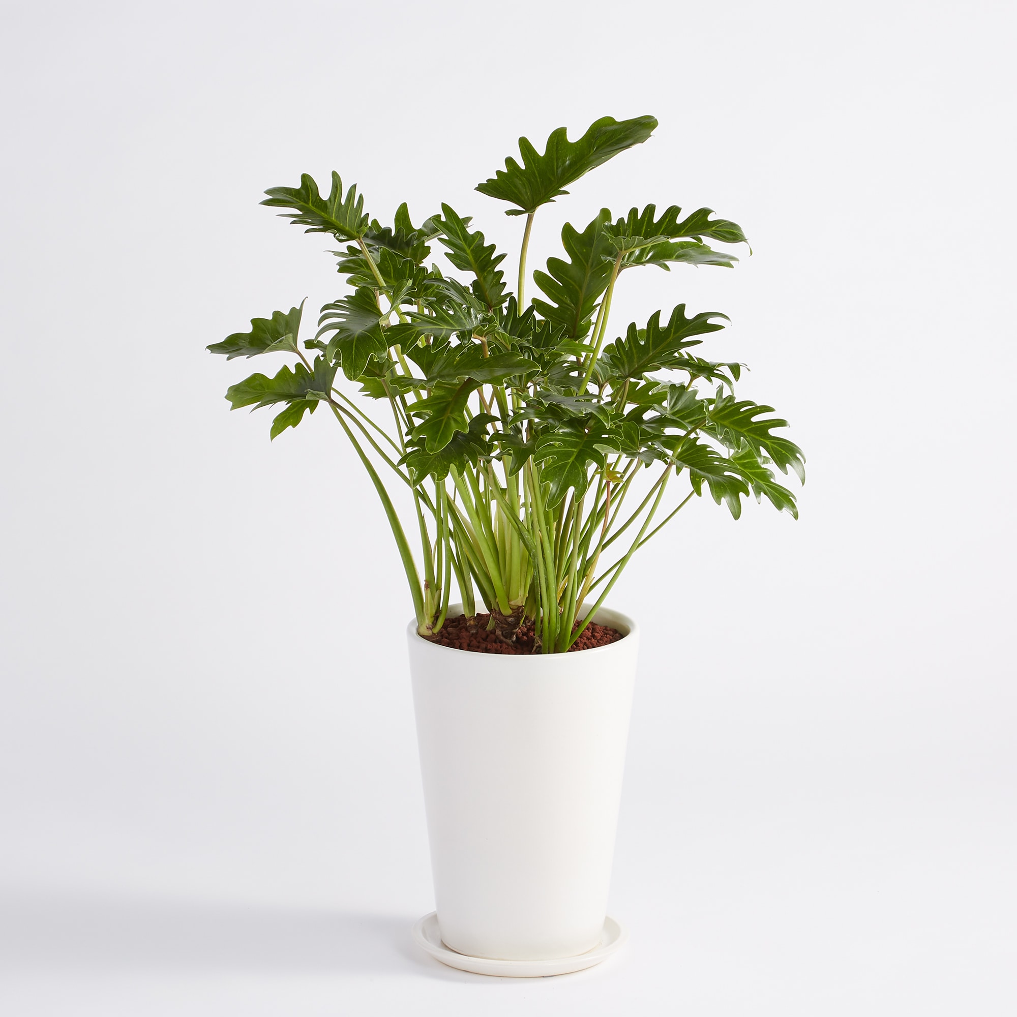 クッカバラ　信楽鉢　８号