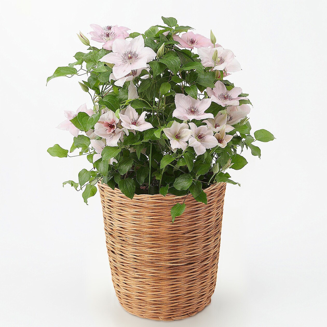 母の日 クレマチス ピンク 通販 無印良品