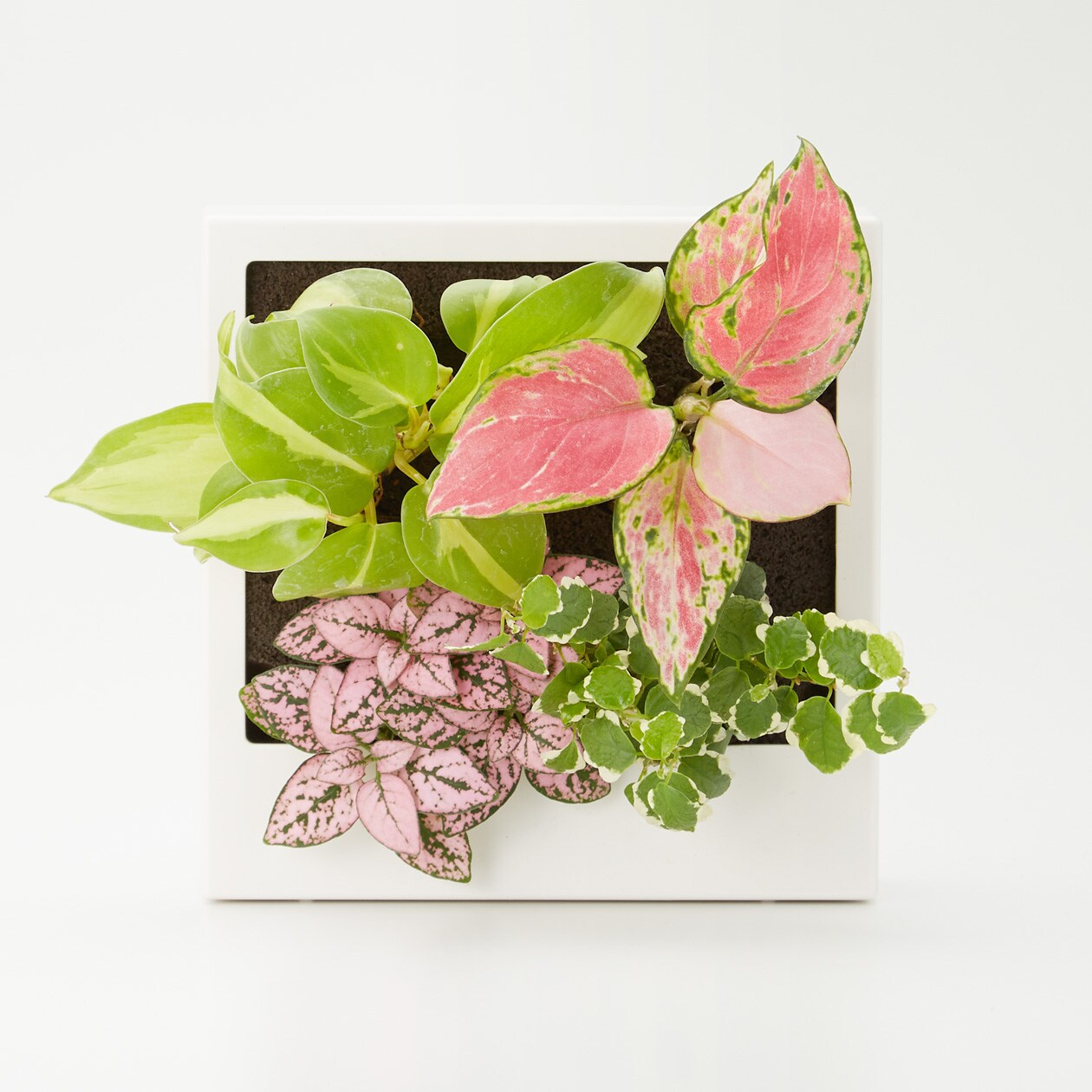 母の日 壁にかけられる観葉植物 14 3 5 14 3 a 通販 無印良品 母の日 壁にかけられる観葉植物 14 3 5 14 3 a 通販 無印良品
