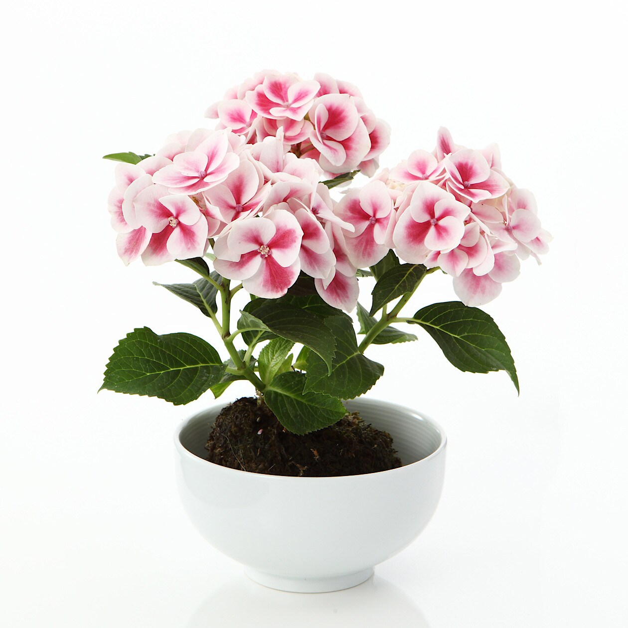 母の日 早割 あじさいの苔玉 白 ピンク 通販 無印良品 母の日 早割 あじさいの苔玉 白 ピンク 通販 無印良品