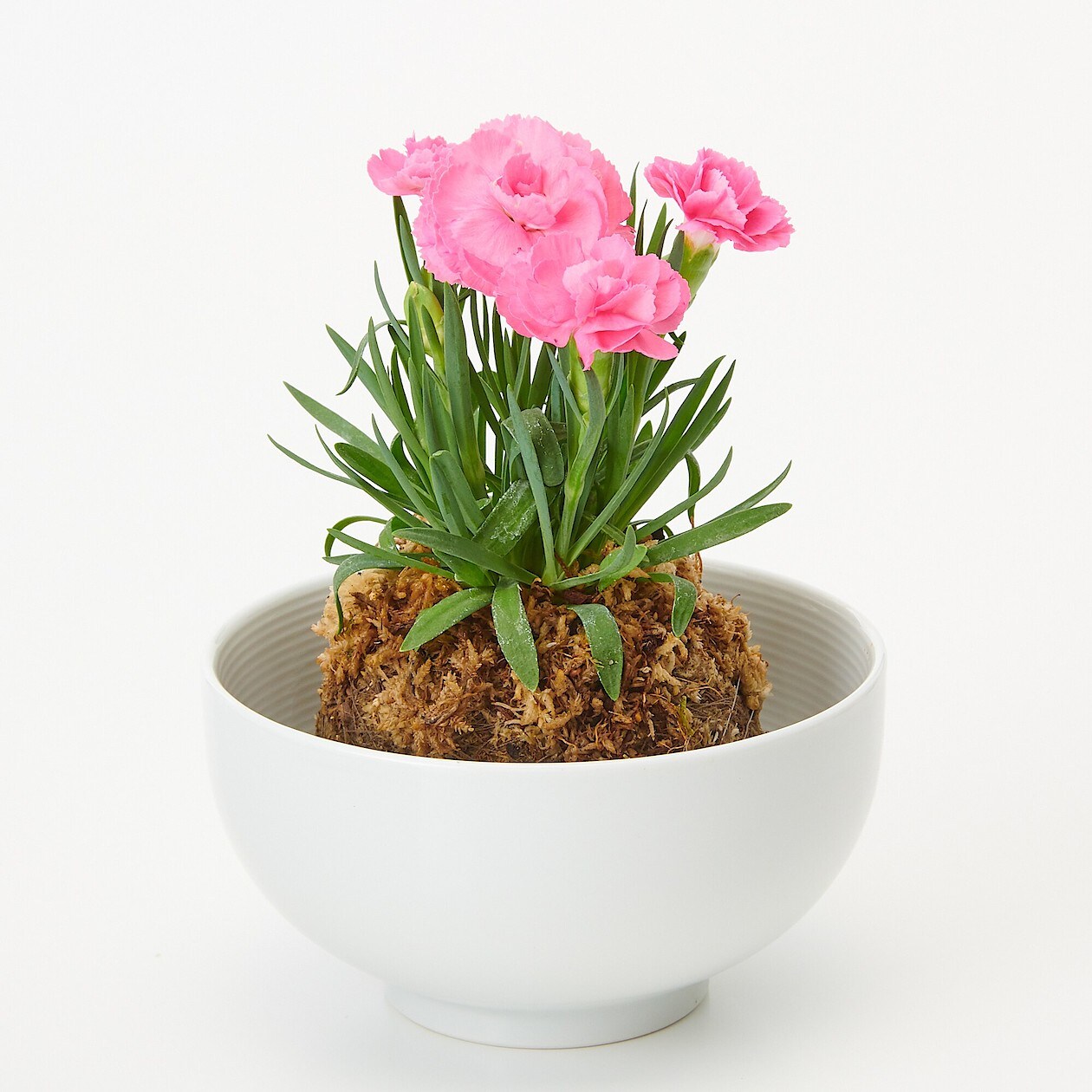 母の日 カーネーションの苔玉 ピンク 通販 無印良品 母の日 カーネーションの苔玉 ピンク 通販 無印良品