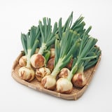 熊本県産　サラダたまねぎ「サラたまちゃん」　葉付き・12玉（3kg前後）