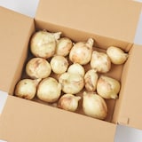 熊本県産　サラダたまねぎ「サラたまちゃん」家庭用・約3ｋｇ