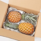西表島産 西表島ひらい農園のパイナップル「スナックパイン」　 約１．５ｋｇ(２～３玉)