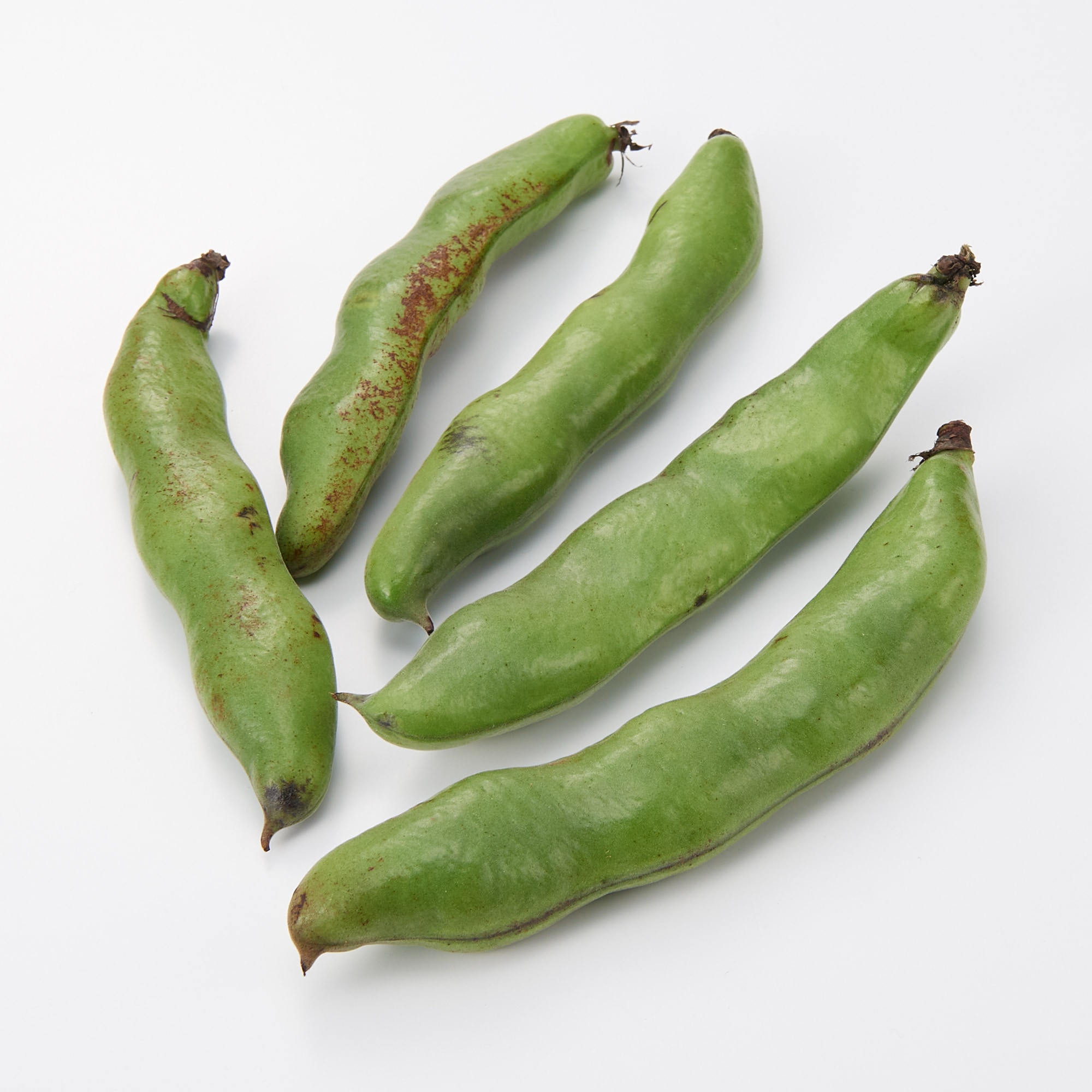 千葉県産　安西農園の「房州そら豆」　約４ｋｇ