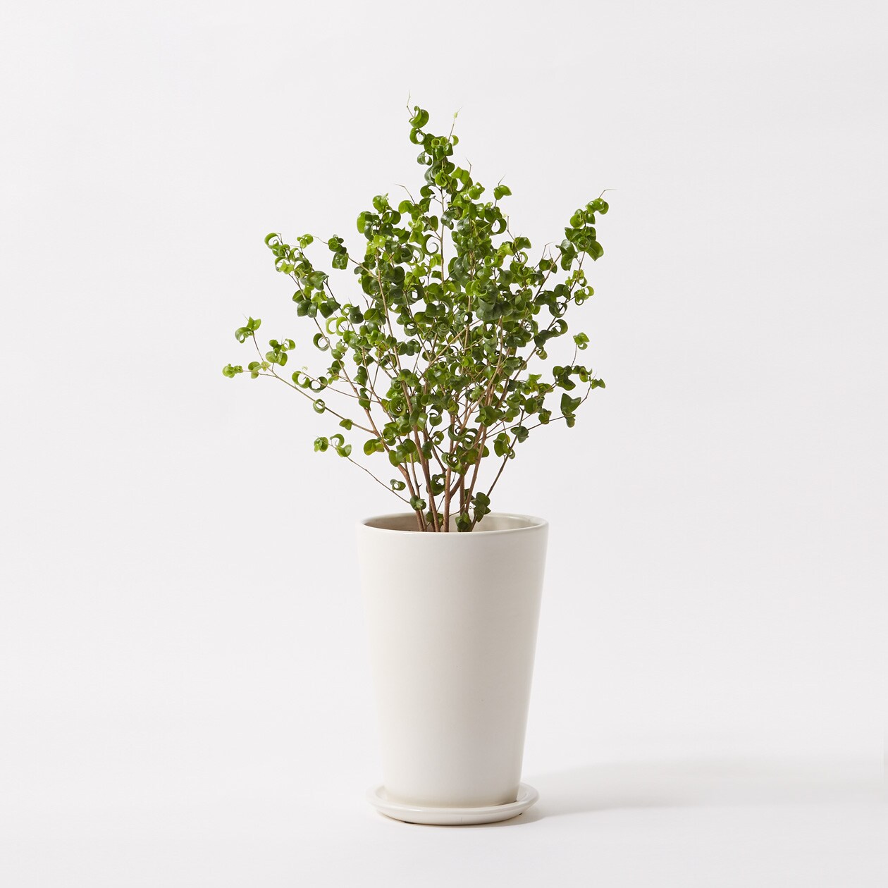 フィカスバロック 信楽鉢 ７号 ホワイト 床置きタイプ 通販 無印良品