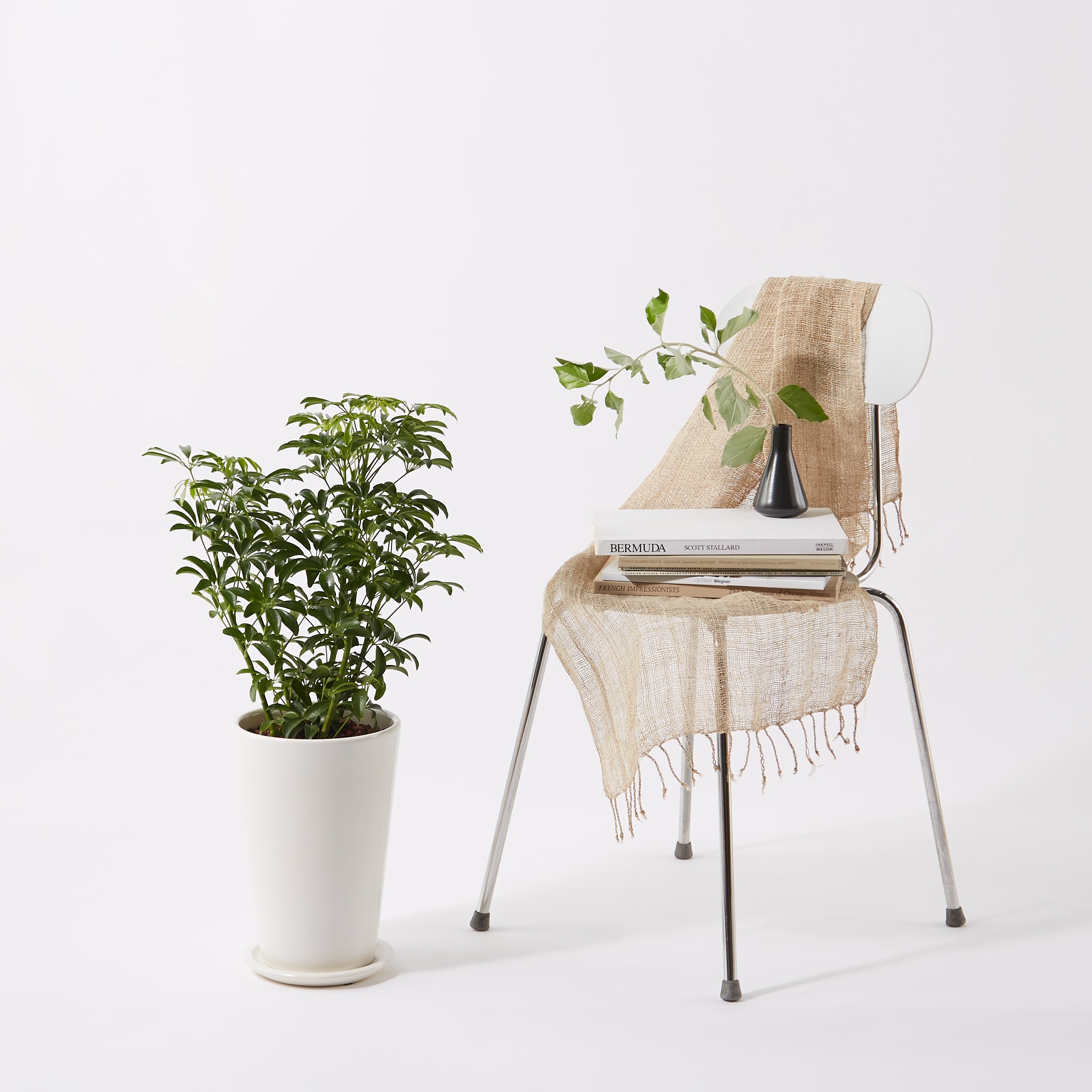 大株　シェフレラ　コンパクタ　7号　吊り鉢 楽天市場】(観葉)季節の花鉢シリーズ『シェフレラ コンパクタ 7