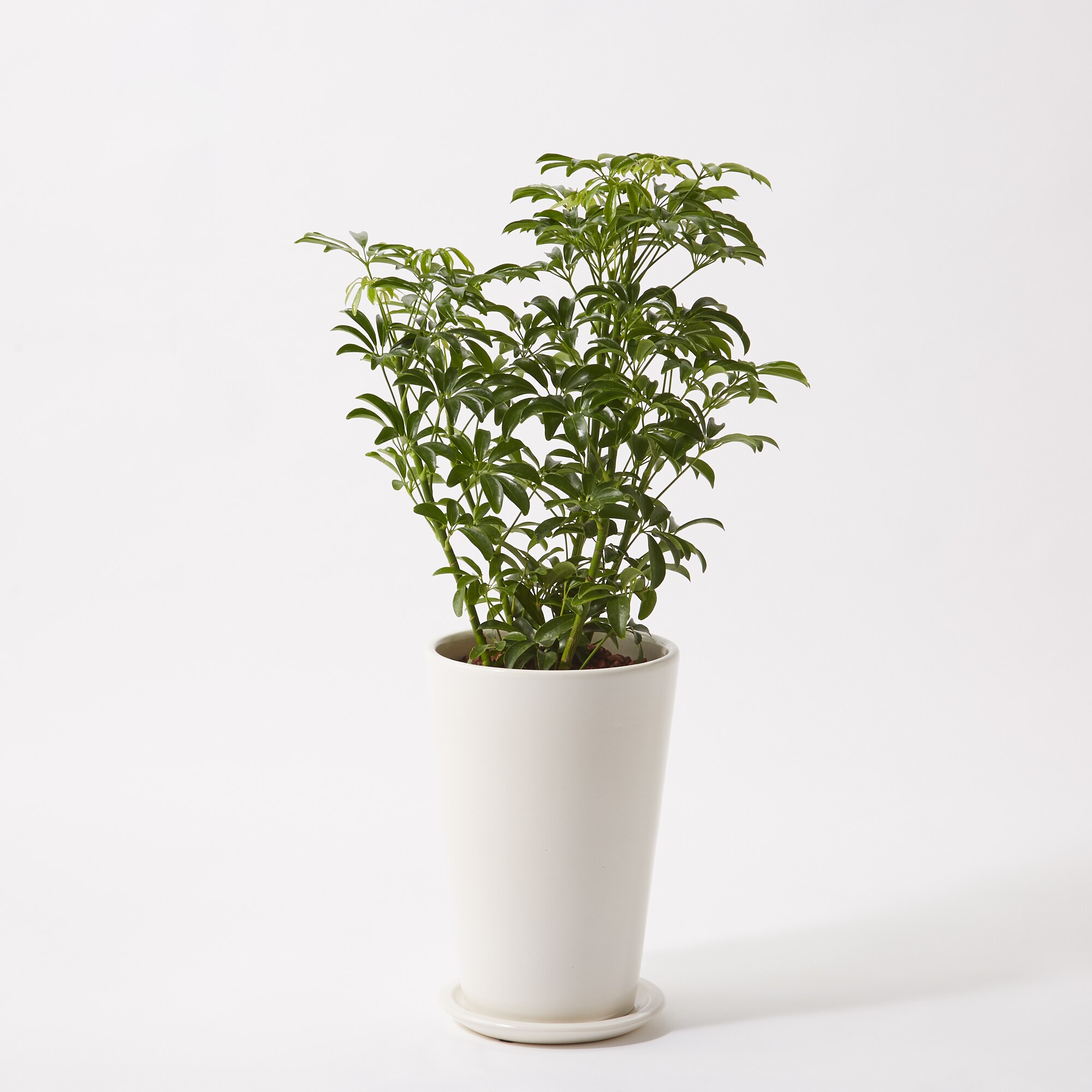 大株　シェフレラ　コンパクタ　7号　吊り鉢 シェフレラ ホンコン アルボリコラ コンパクタ 7号 吊り鉢