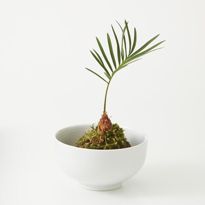 インテリアグリーン 通販 無印良品