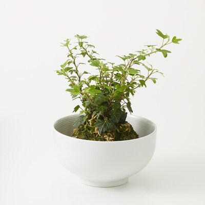 花 インテリアグリーンおすすめ 通販 無印良品