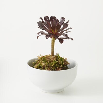 花 インテリアグリーンおすすめ 通販 無印良品
