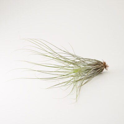 エアプランツ ジュンセア チランジア エアプランツ 通販 無印良品