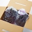 山形県産　安部ぶどう園のぶどう「高尾」 2房 約１ｋｇ