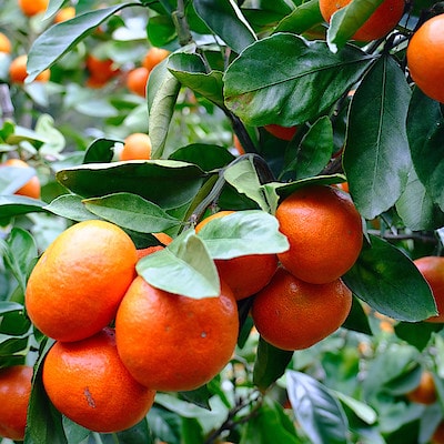 愛媛県産　増田柑園®の不揃い「クリスマスミカン®」　約２．５ｋｇ