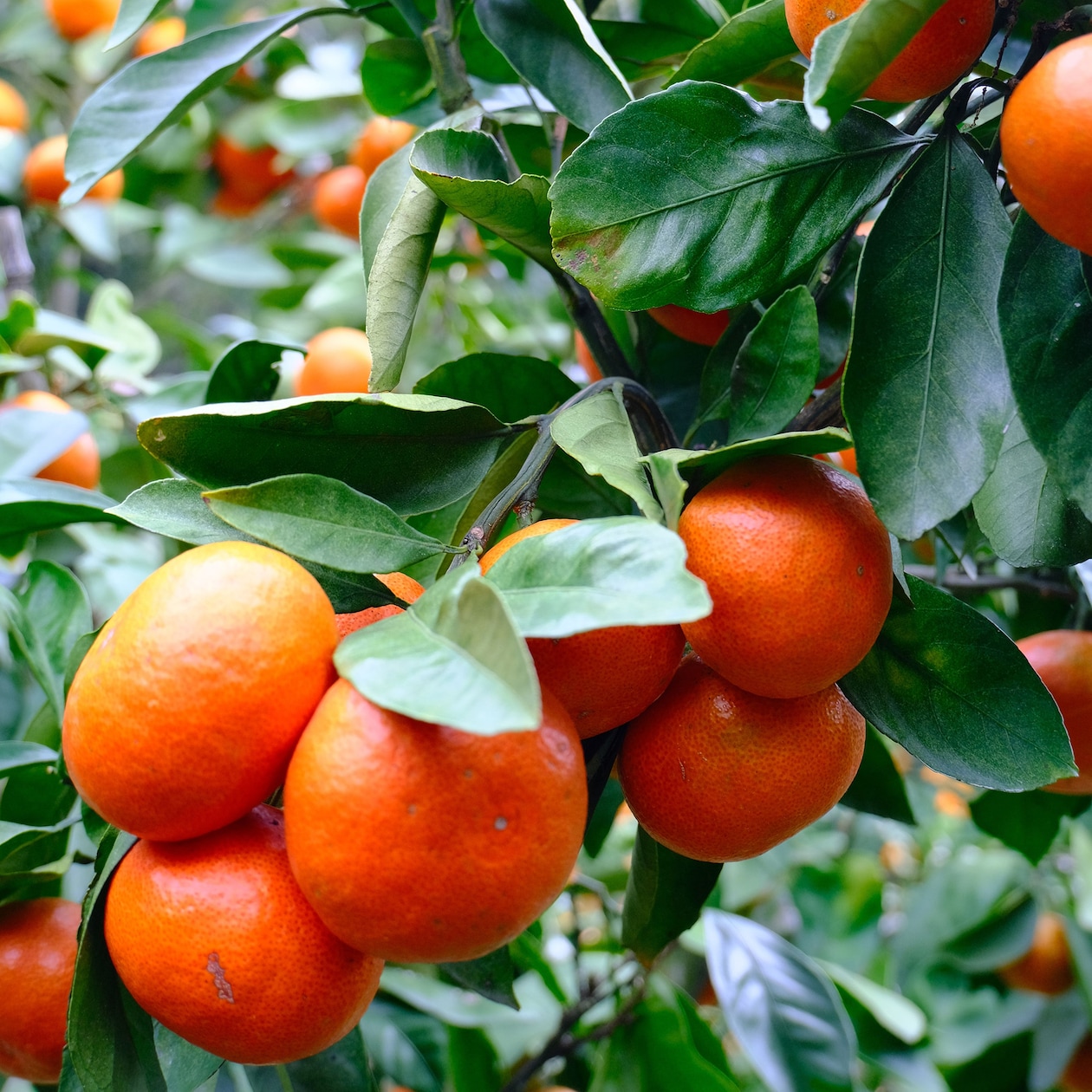 愛媛県産　増田柑園®の不揃い「クリスマスミカン®」　約２．５ｋｇ