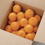 愛媛県産　増田柑園®の不揃い「はるみ」約２．５ｋｇ