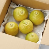 静岡県産　えなみ農園の柑橘「ベルガモット」サイズ混合　約１㎏