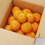 愛媛県産　増田柑園の不揃い「清見オレンジ」約２．５ｋｇ