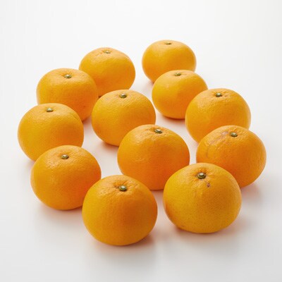 愛媛県産　増田柑園の不揃い「サンフルーツ」約３ｋｇ