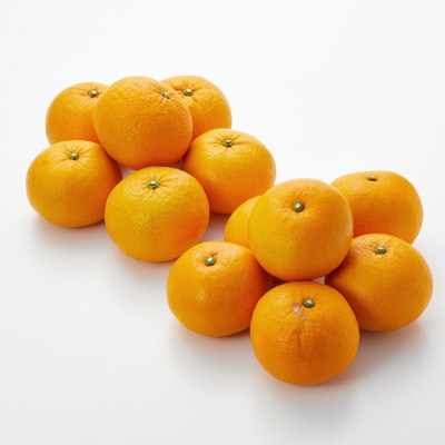 愛媛県産　増田柑園の不揃い「甘夏・サンフルーツ」食べ比べセット　約３ｋｇ