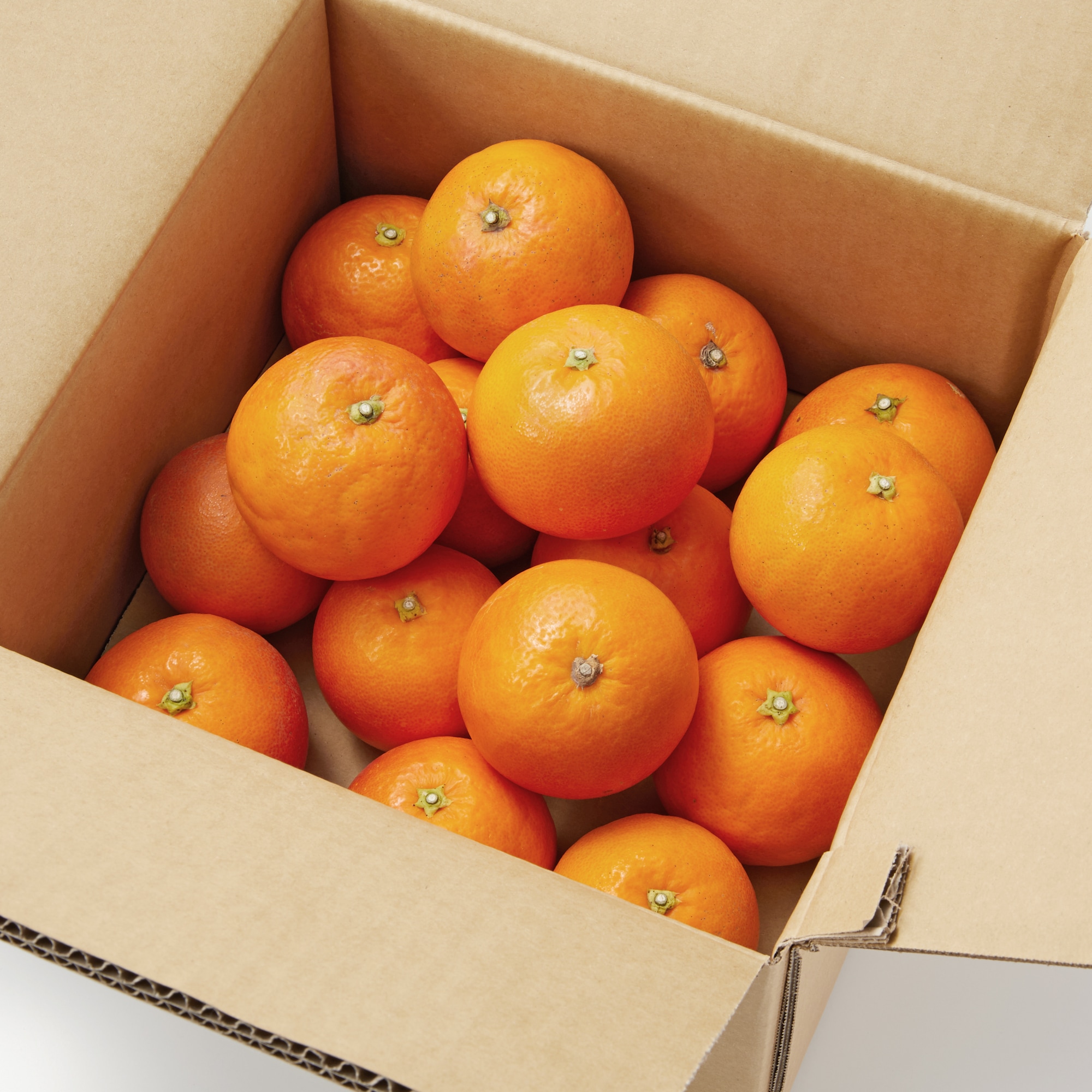 愛媛県産　増田柑園®の低温熟成「ブラッドオレンジ」　約２ｋｇ