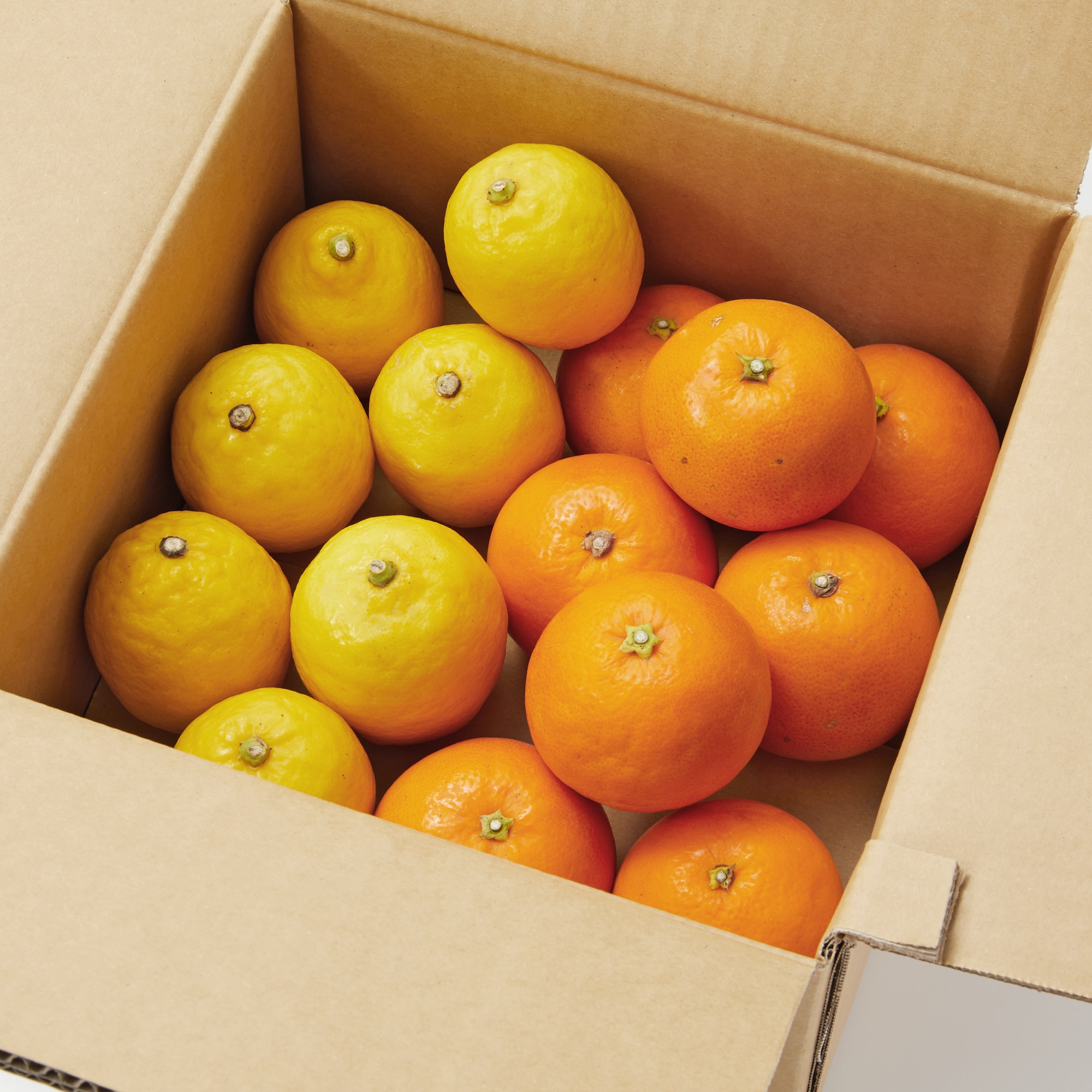 愛媛県産　増田柑園®の低温熟成「レモン・ブラッドオレンジ」セット　約２ｋｇ