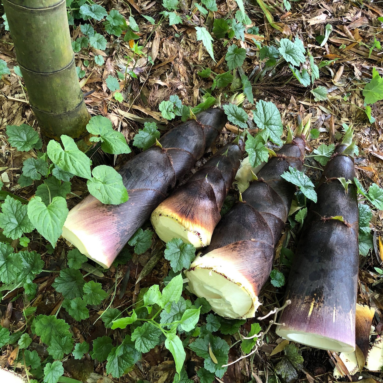 山形県産　COCOSATOのたけのこ「孟宗竹」　約１ｋｇ