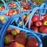 秋田県産　さとう果樹園の葉取らず栽培りんご「紅玉」３ｋｇ