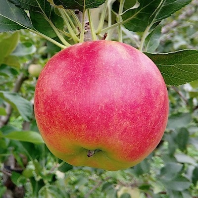 秋田県産　さとう果樹園の葉取らず栽培りんご「紅玉」３ｋｇ