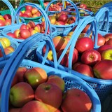 秋田県産　さとう果樹園の葉取らず栽培りんご「紅玉」５ｋｇ