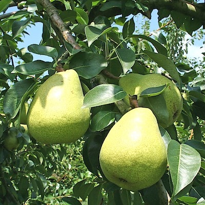 【９月下旬～１０月中旬】山形県　丸松農園の西洋梨「マルゲリットマリーラ」　約２ｋｇ