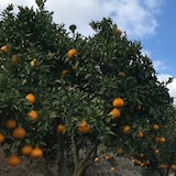 熊本県　天草農工房ふぁお　採りたてフレッシュ「不知火」５ｋｇ・家庭用