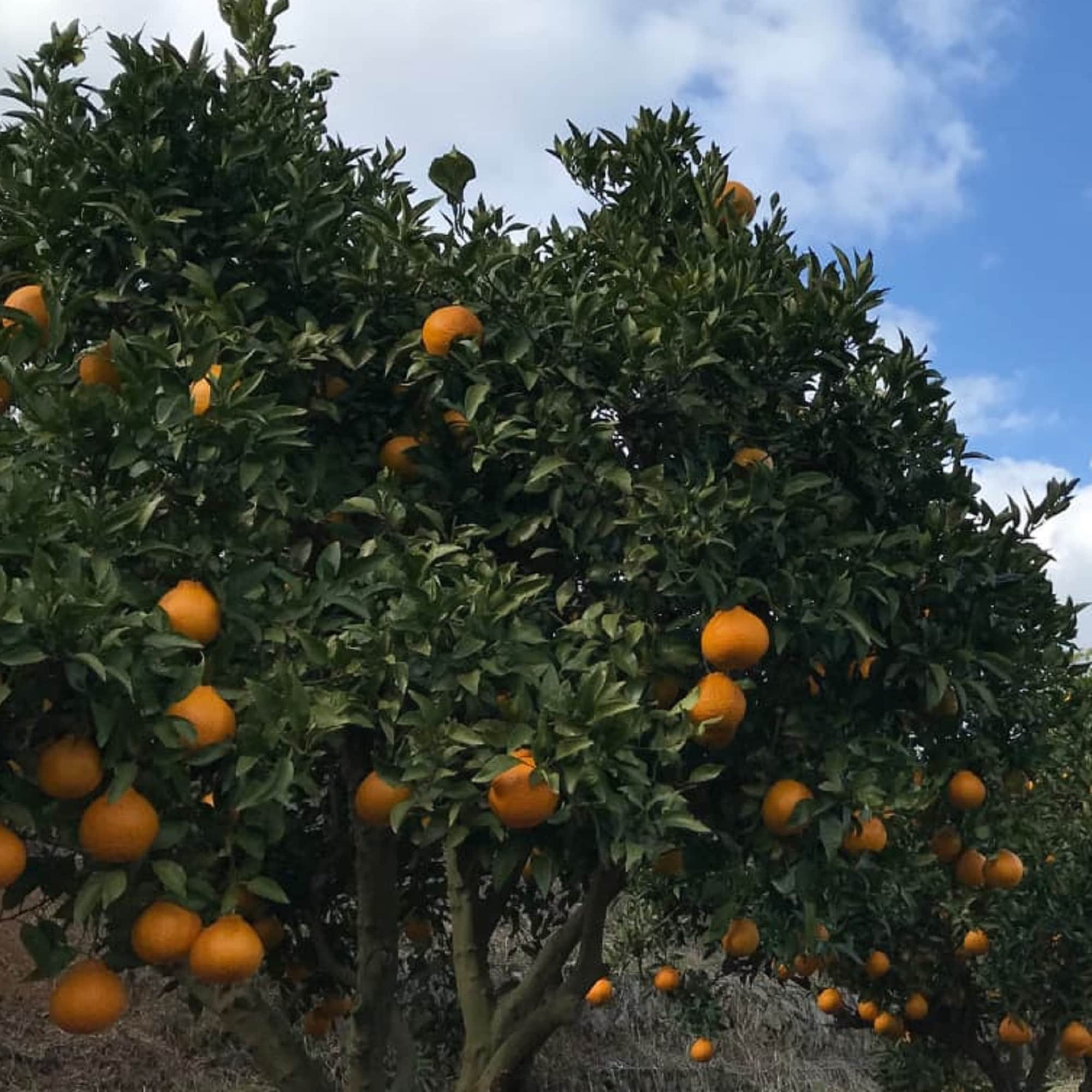 熊本県　天草農工房ふぁお　採りたてフレッシュ「不知火」５ｋｇ・家庭用